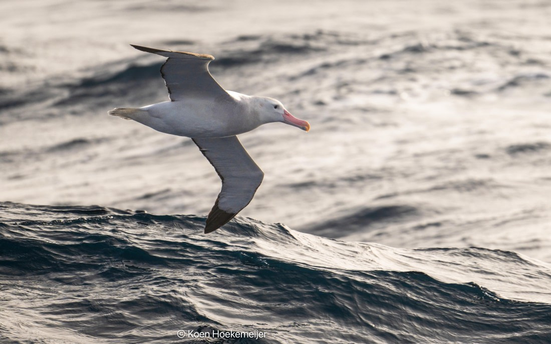 OTL29a26, Day 3, DSC_9655-Edit.jpg © Koen Hoekemeijer - Oceanwide Expeditions.jpg