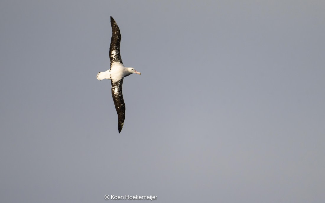 OTL29a26, Day 3, DSC_9725-Edit.jpg © Koen Hoekemeijer - Oceanwide Expeditions.jpg