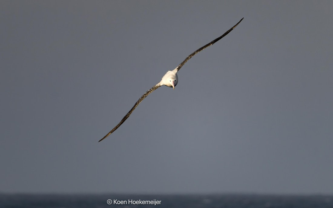 OTL29a26, Day 3, DSC_9745-Edit.jpg © Koen Hoekemeijer - Oceanwide Expeditions.jpg