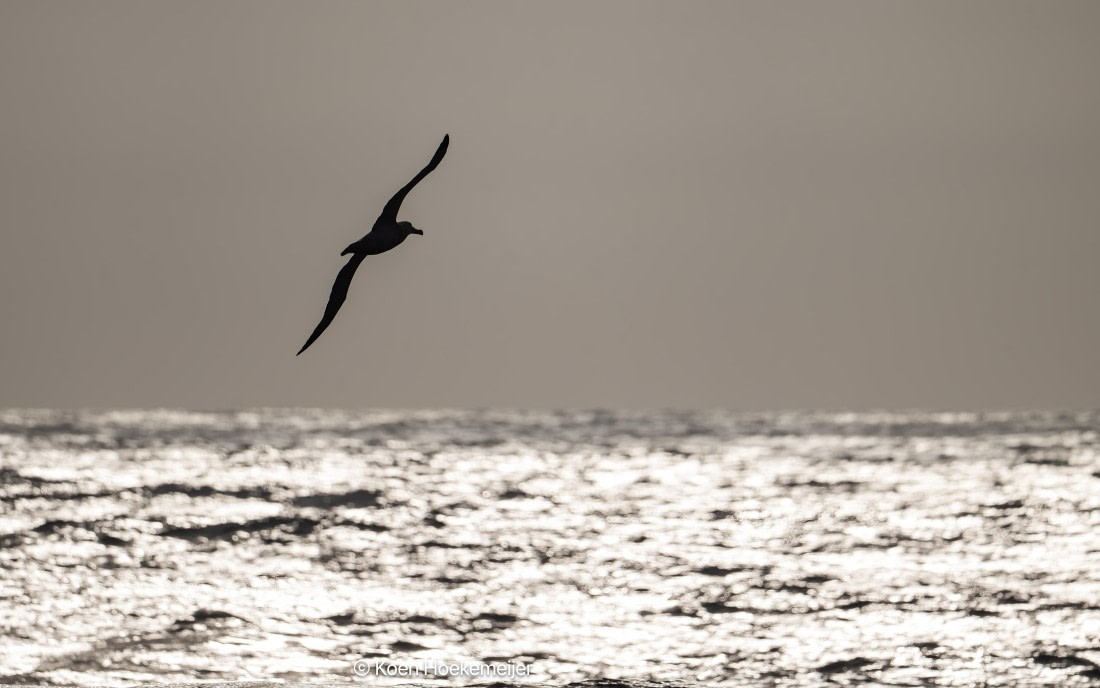 OTL29a26, Day 3, DSC_9801-Edit.jpg © Koen Hoekemeijer - Oceanwide Expeditions.jpg