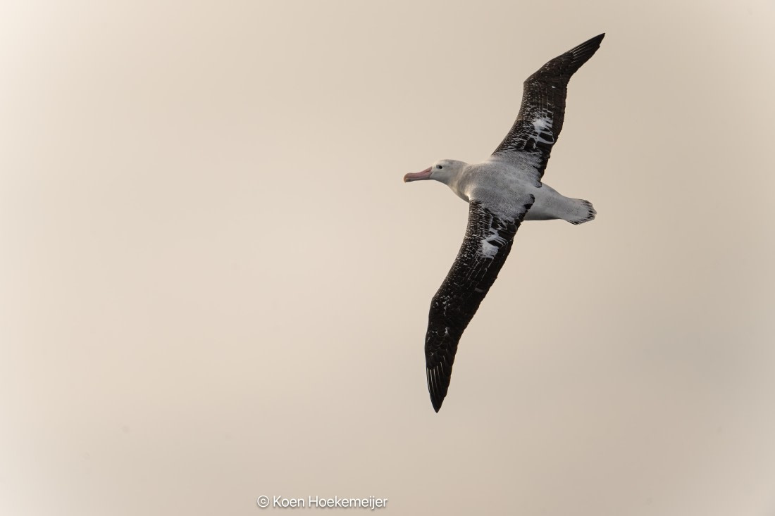 OTL29a26, Day 3, DSC_9776-Edit.jpg © Koen Hoekemeijer - Oceanwide Expeditions.jpg