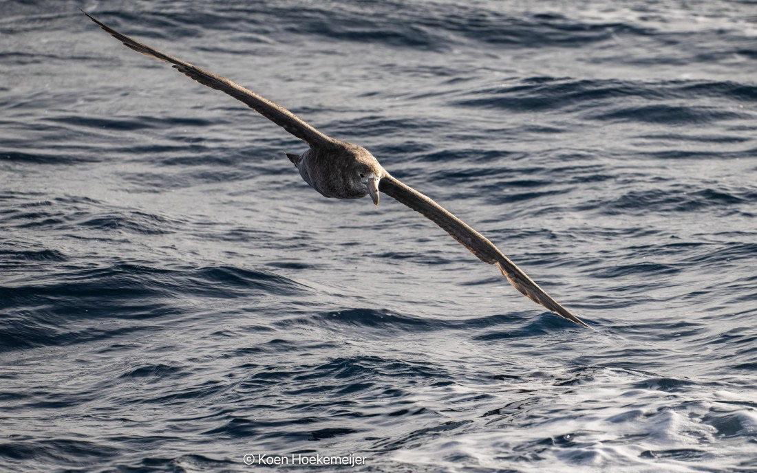 OTL29a26, Day 3, DSC_9863-Edit.jpg © Koen Hoekemeijer - Oceanwide Expeditions.jpg