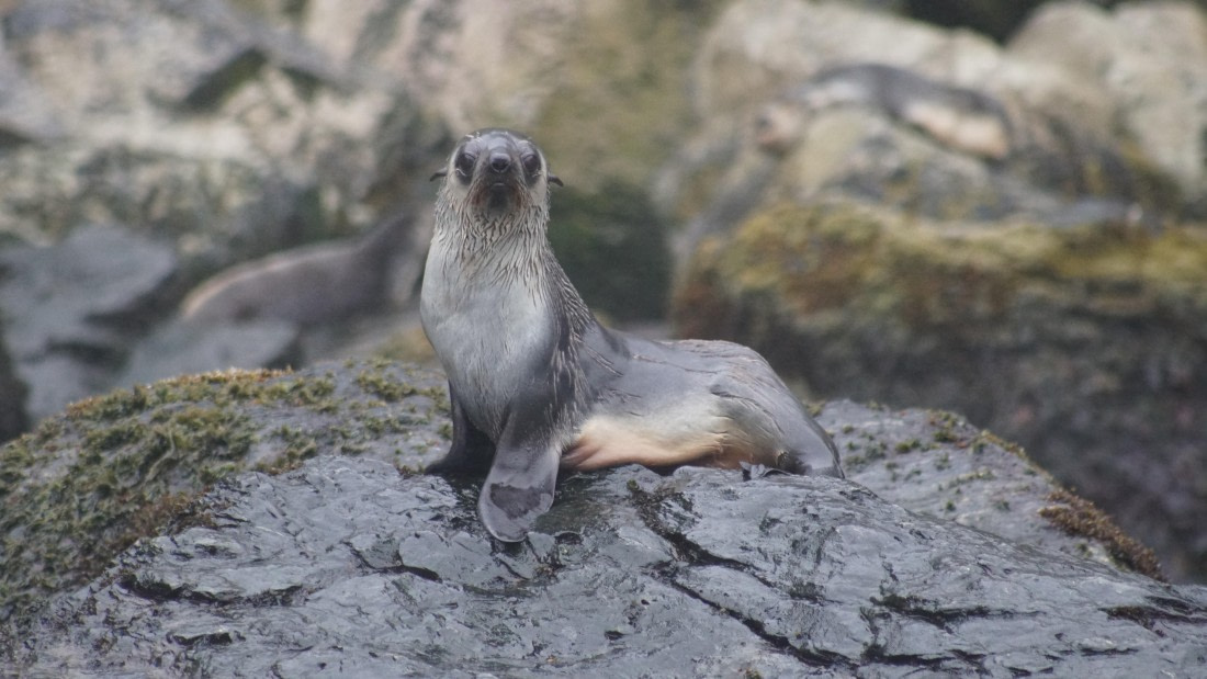 OTL29a26, Day 5, DSC03760.JPG © Jess Owen - Oceanwide Expeditions.JPG