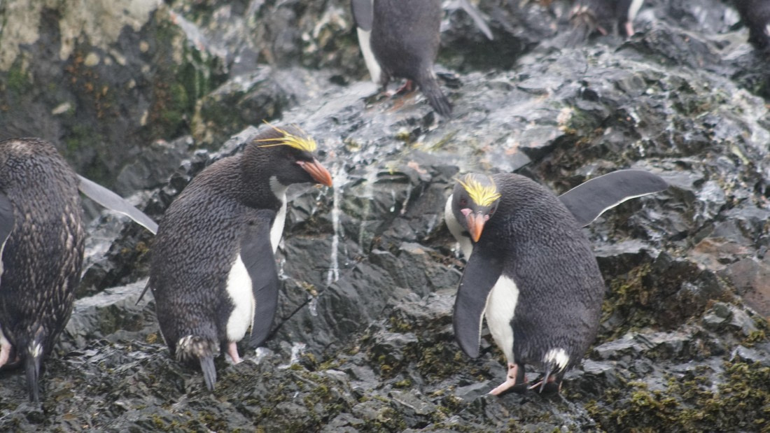 OTL29a26, Day 5, DSC03855.JPG © Jess Owen - Oceanwide Expeditions.JPG