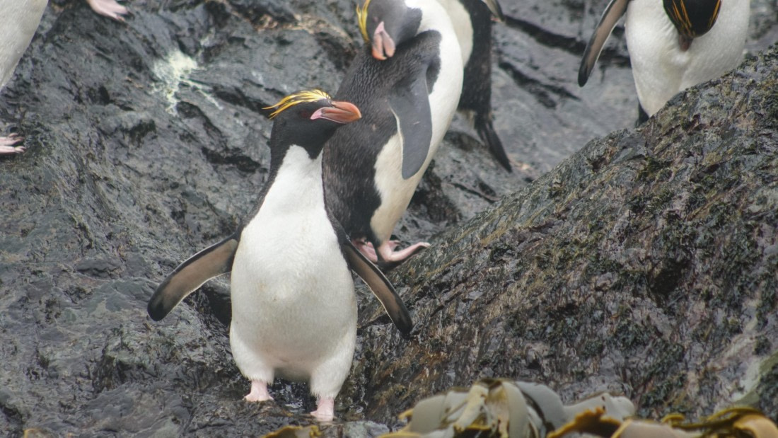 OTL29a26, Day 5, DSC03926.JPG © Jess Owen - Oceanwide Expeditions.JPG