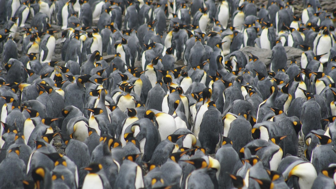 OTL29a26, Day 5, DSC03958.JPG © Jess Owen - Oceanwide Expeditions.JPG