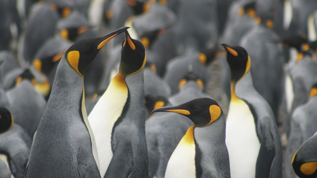 OTL29a26, Day 5, DSC03967.JPG © Jess Owen - Oceanwide Expeditions.JPG