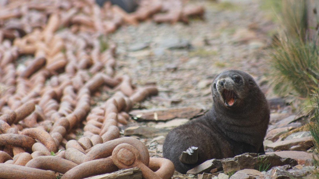 OTL29a26, Day 7, DSC04193.JPG © Jess Owen - Oceanwide Expeditions.JPG