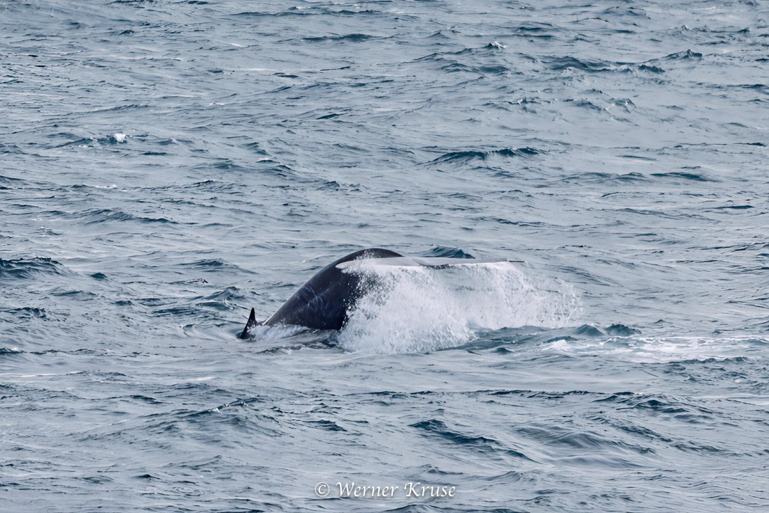 OTL29a26, Day 11, Blue Whales_WKR50630-Edit.jpg © Werner Kruse - Oceanwide Expeditions.jpg