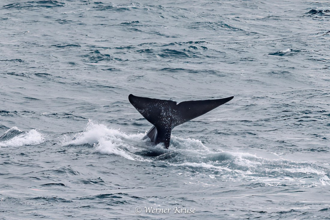 OTL29a26, Day 11, Blue Whales_WKR50636-Edit.jpg © Werner Kruse - Oceanwide Expeditions.jpg