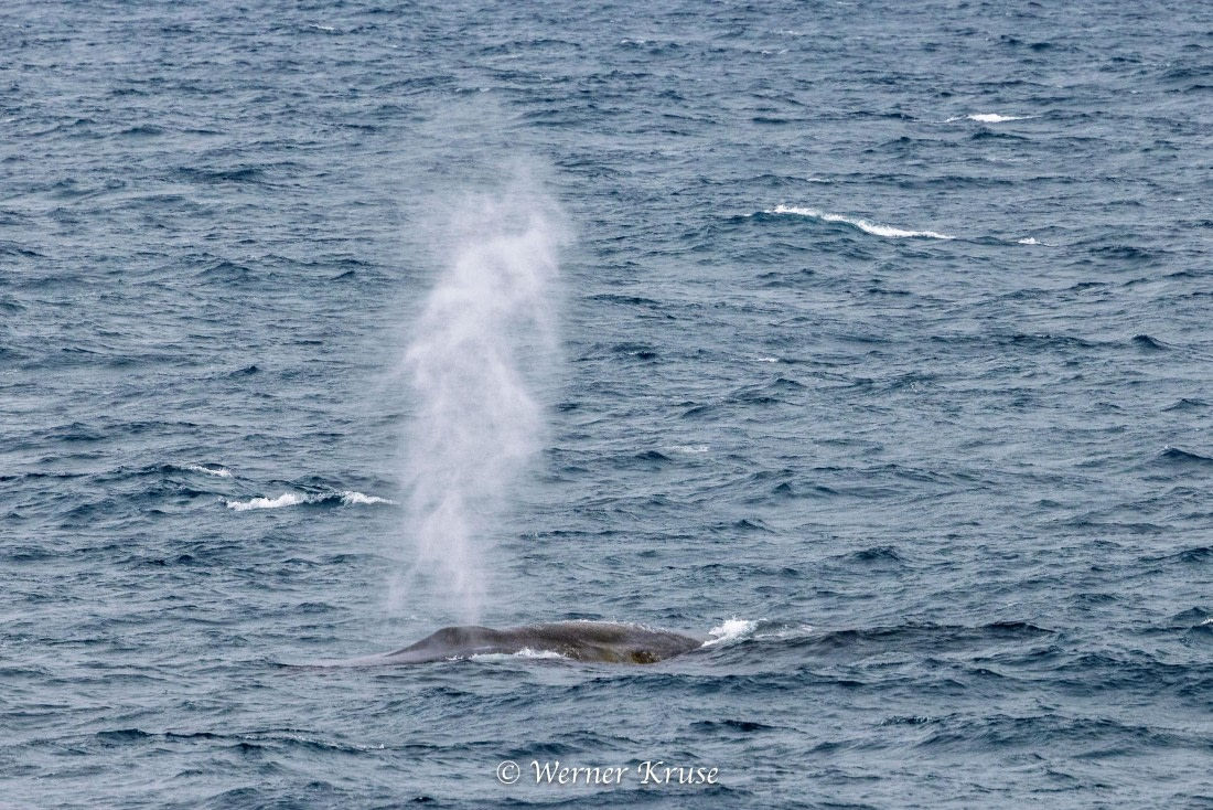 OTL29a26, Day 11, Blue Whales_WKR50665.jpg © Werner Kruse - Oceanwide Expeditions.jpg