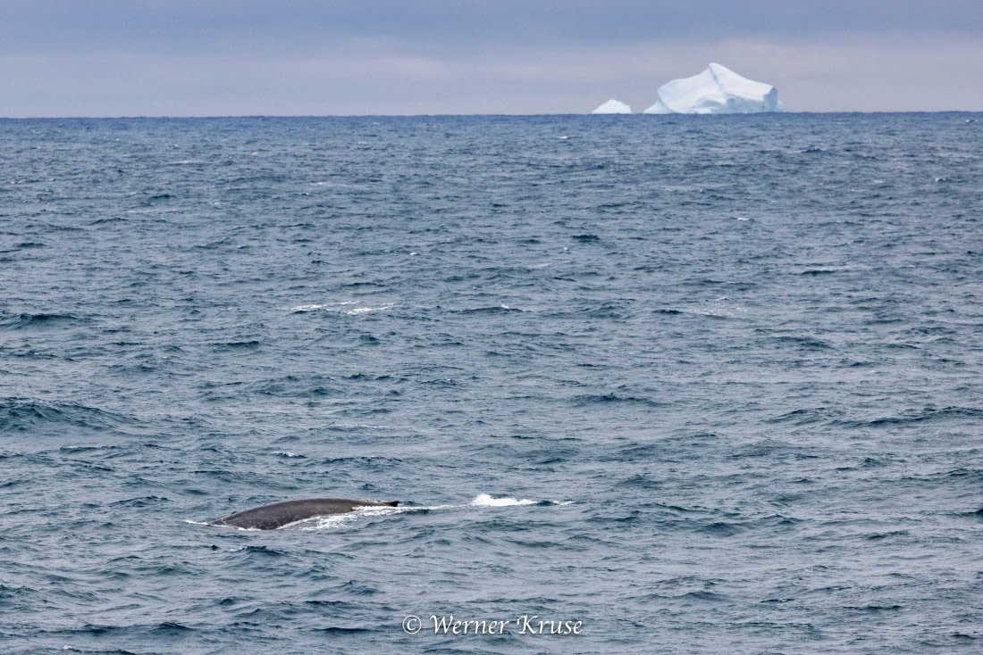 OTL29a26, Day 11, Blue Whales_WKR50670.jpg © Werner Kruse - Oceanwide Expeditions.jpg