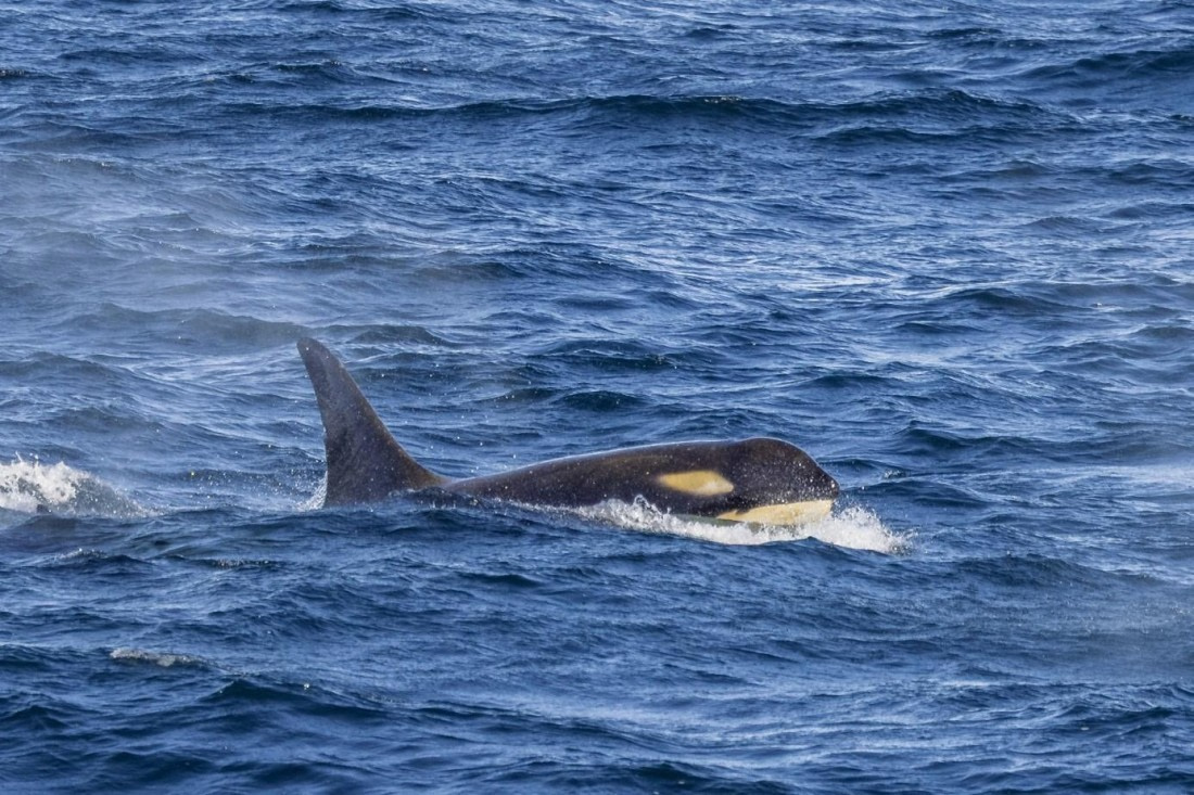 OTL29a26, Day 12, Picture15.jpg © Unknown photographer - Oceanwide Expeditions.jpg