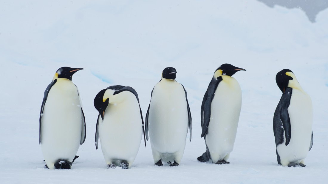 OTL29a26, Day 13, DSC04424.JPG © Jess Owen - Oceanwide Expeditions.JPG