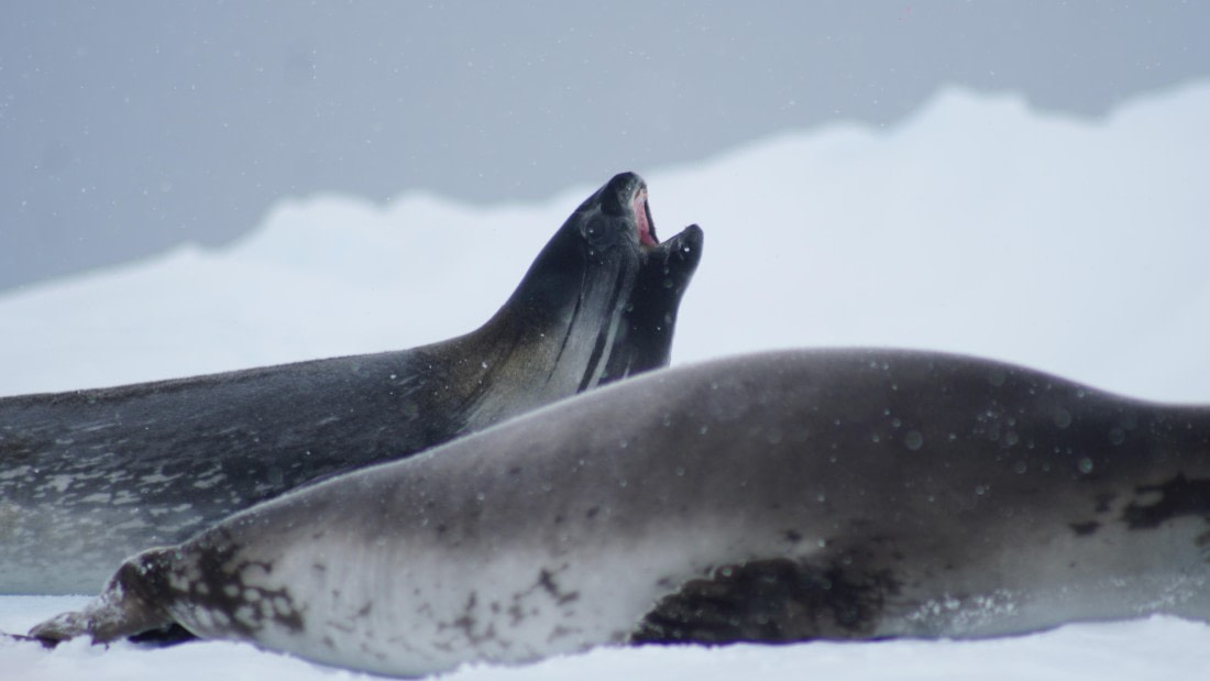 OTL29a26, Day 13, DSC04457.JPG © Jess Owen - Oceanwide Expeditions.JPG