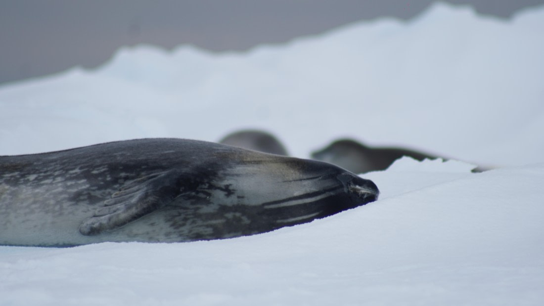 OTL29a26, Day 13, DSC04463.JPG © Jess Owen - Oceanwide Expeditions.JPG