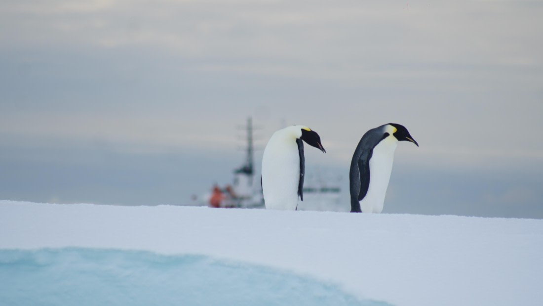 OTL29a26, Day 13, DSC04473.JPG © Jess Owen - Oceanwide Expeditions.JPG