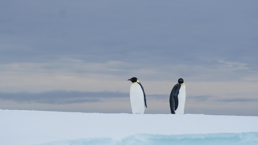 OTL29a26, Day 13, DSC04500.JPG © Jess Owen - Oceanwide Expeditions.JPG