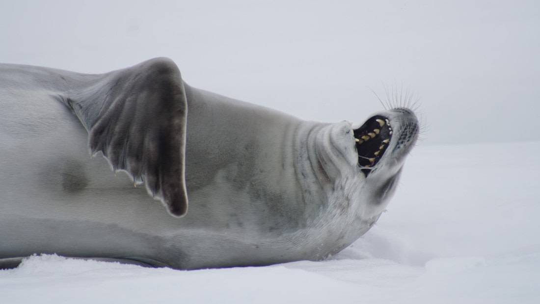 OTL29a26, Day 16, DSC04523.JPG © Jess Owen - Oceanwide Expeditions.JPG