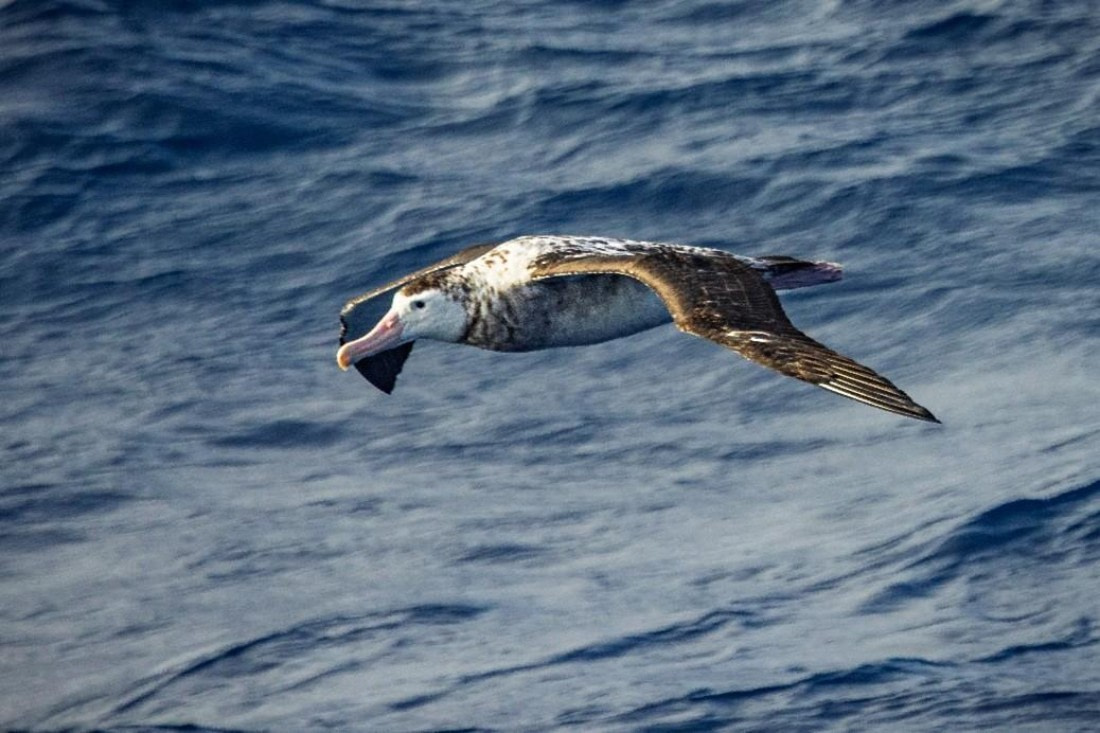 OTL29a26, Day 26, Picture32.jpg © Unknown photographer - Oceanwide Expeditions.jpg