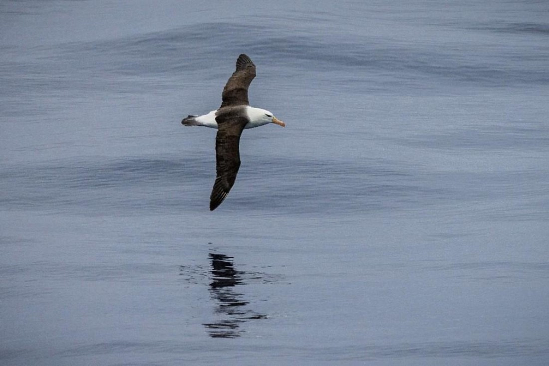 OTL29a26, Day 27, Picture33.jpg © Unknown photographer - Oceanwide Expeditions.jpg