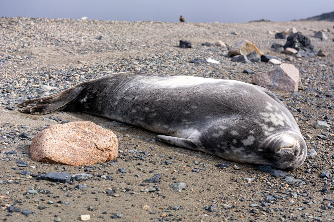 OTL30a26, Day 5, _DSC2590.jpg © Unknown Photographer - Oceanwide Expeditions.jpg
