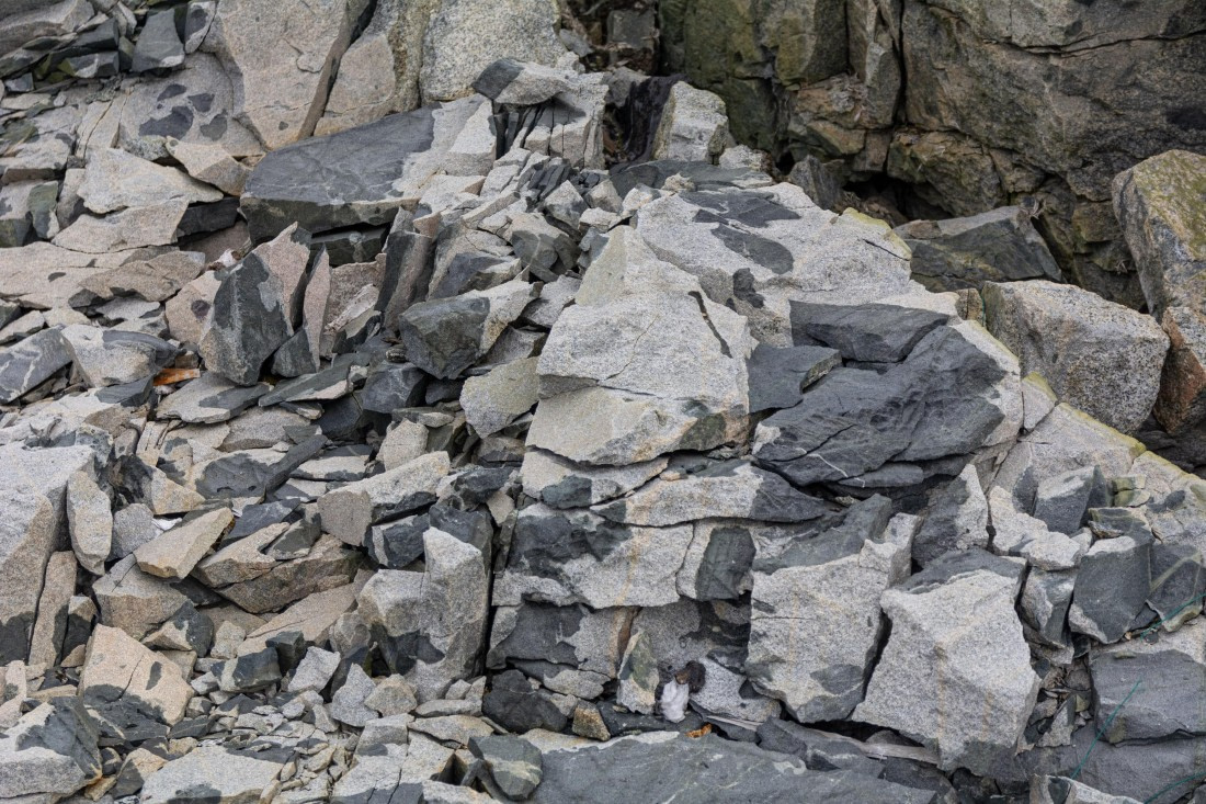 OTL30a26, Day 6, _DSC2606.jpg © Unknown Photographer - Oceanwide Expeditions.jpg