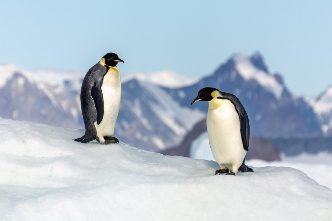 OTL30a26, Day 7, _DSC2674.jpg © Unknown Photographer - Oceanwide Expeditions.jpg