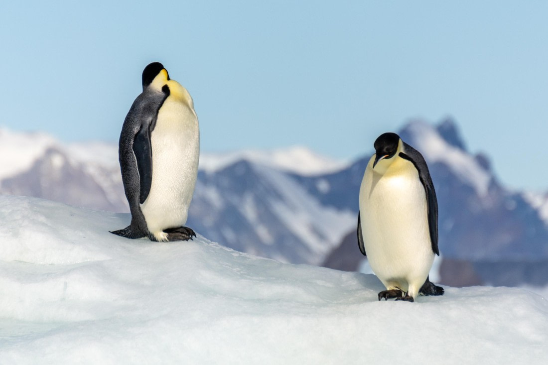 OTL30a26, Day 7, _DSC2675.jpg © Unknown Photographer - Oceanwide Expeditions.jpg