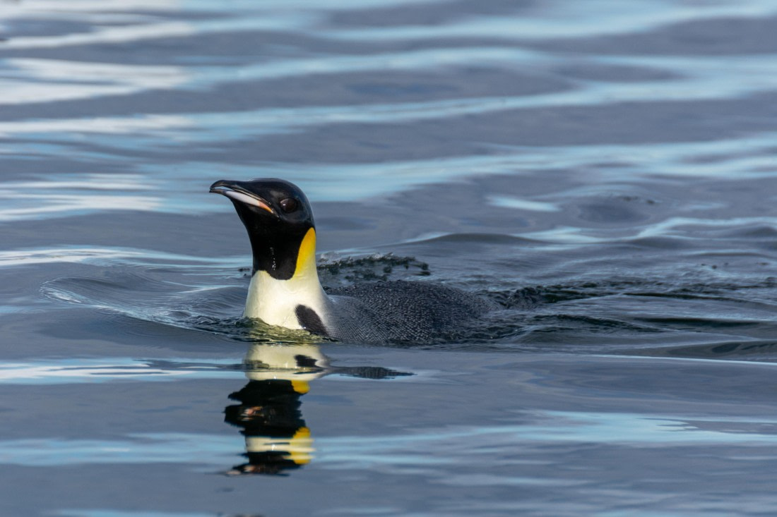 OTL30a26, Day 7, _DSC2677.jpg © Unknown Photographer - Oceanwide Expeditions.jpg
