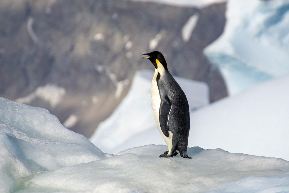 OTL30a26, Day 7, _DSC2686.jpg © Unknown Photographer - Oceanwide Expeditions.jpg