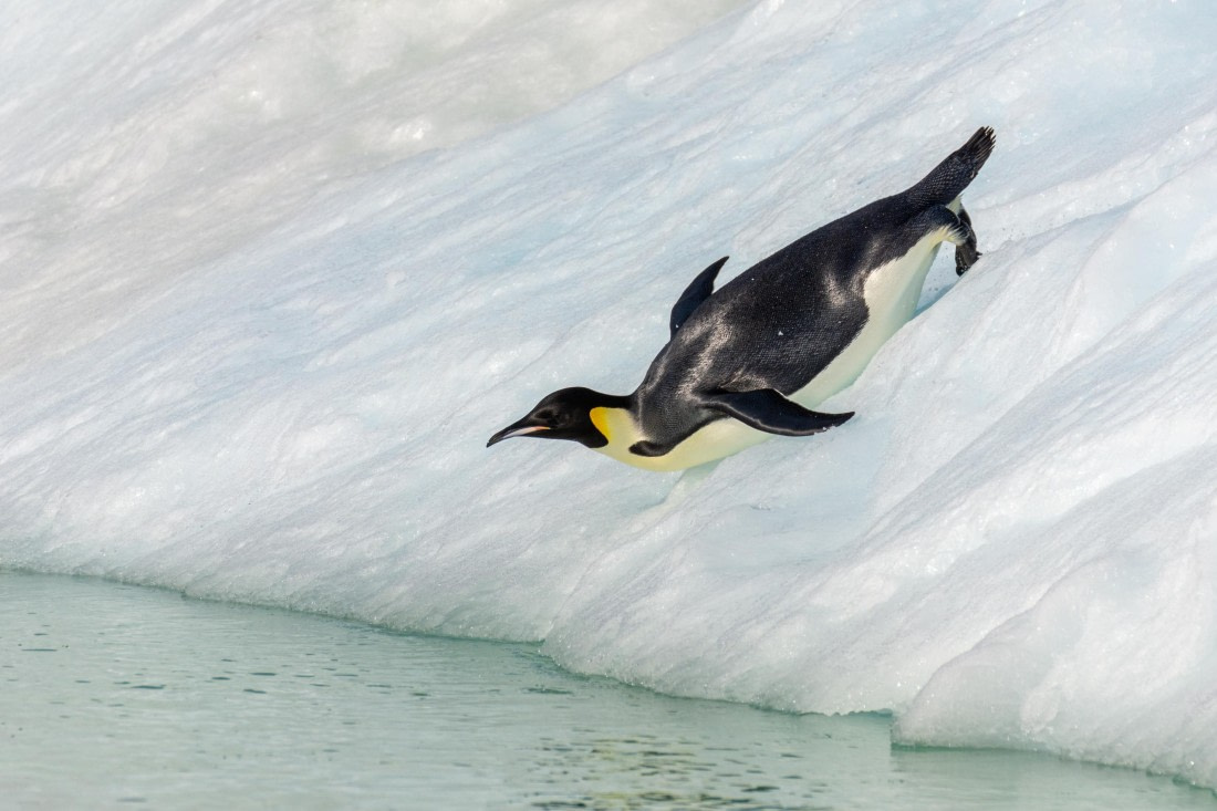 OTL30a26, Day 7, _DSC2694.jpg © Unknown Photographer - Oceanwide Expeditions.jpg