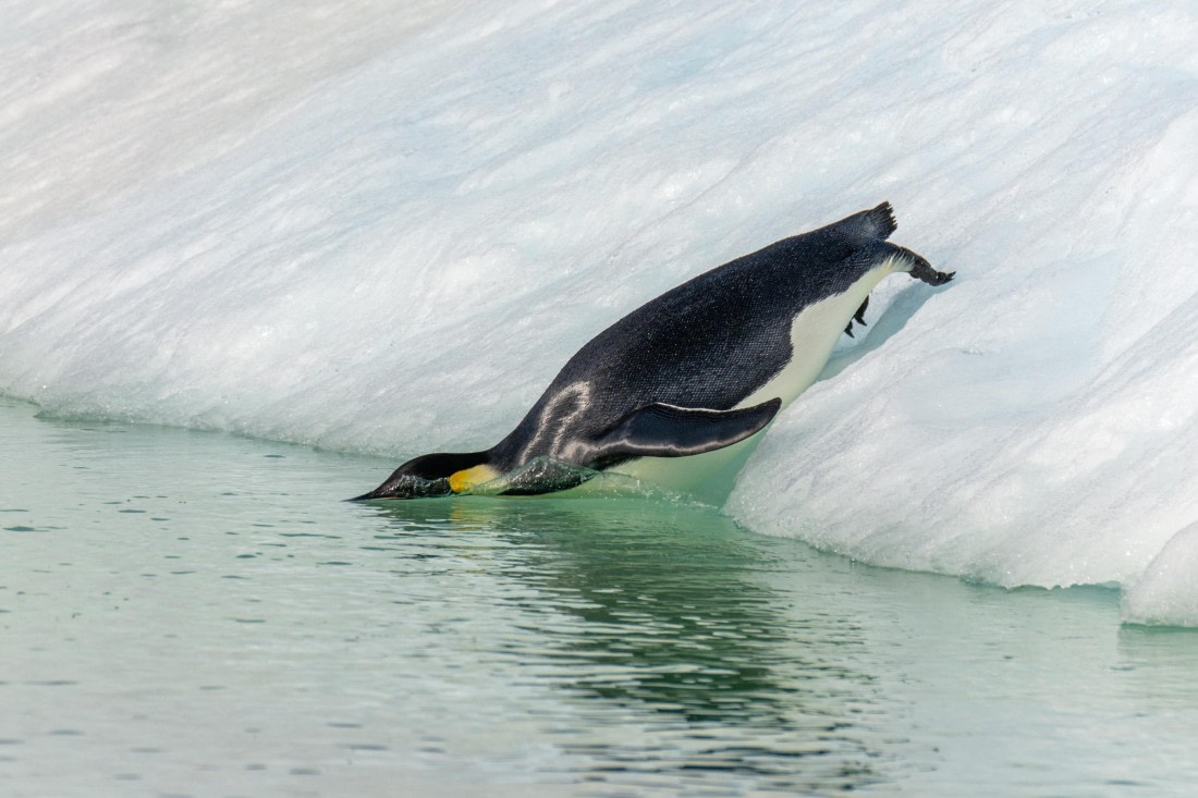 OTL30a26, Day 7, _DSC2695.jpg © Unknown Photographer - Oceanwide Expeditions.jpg