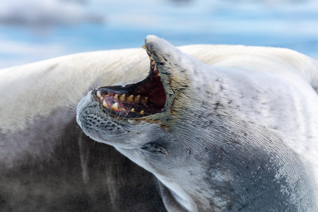 OTL30a26, Day 7, _DSC2699.jpg © Unknown Photographer - Oceanwide Expeditions.jpg