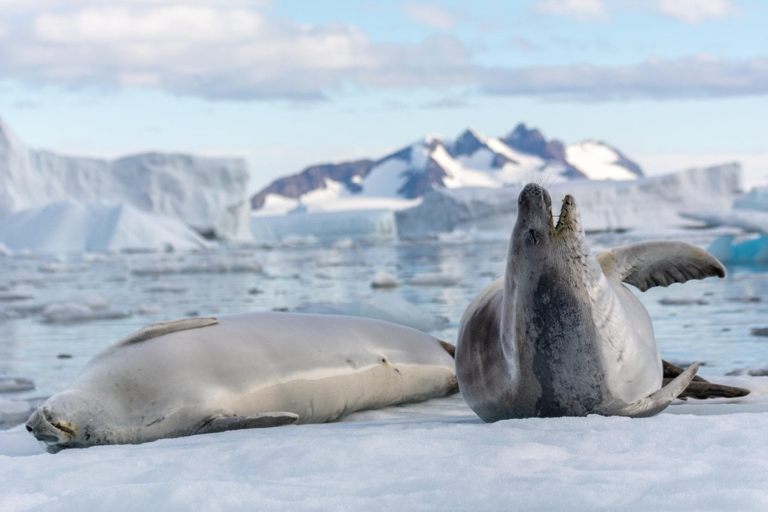 OTL30a26, Day 7, _DSC2700.jpg © Unknown Photographer - Oceanwide Expeditions.jpg