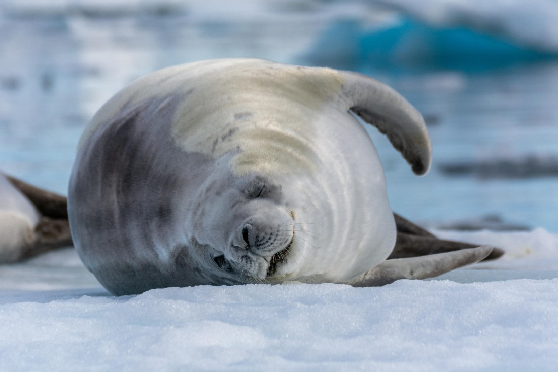 OTL30a26, Day 7, _DSC2703.jpg © Unknown Photographer - Oceanwide Expeditions.jpg