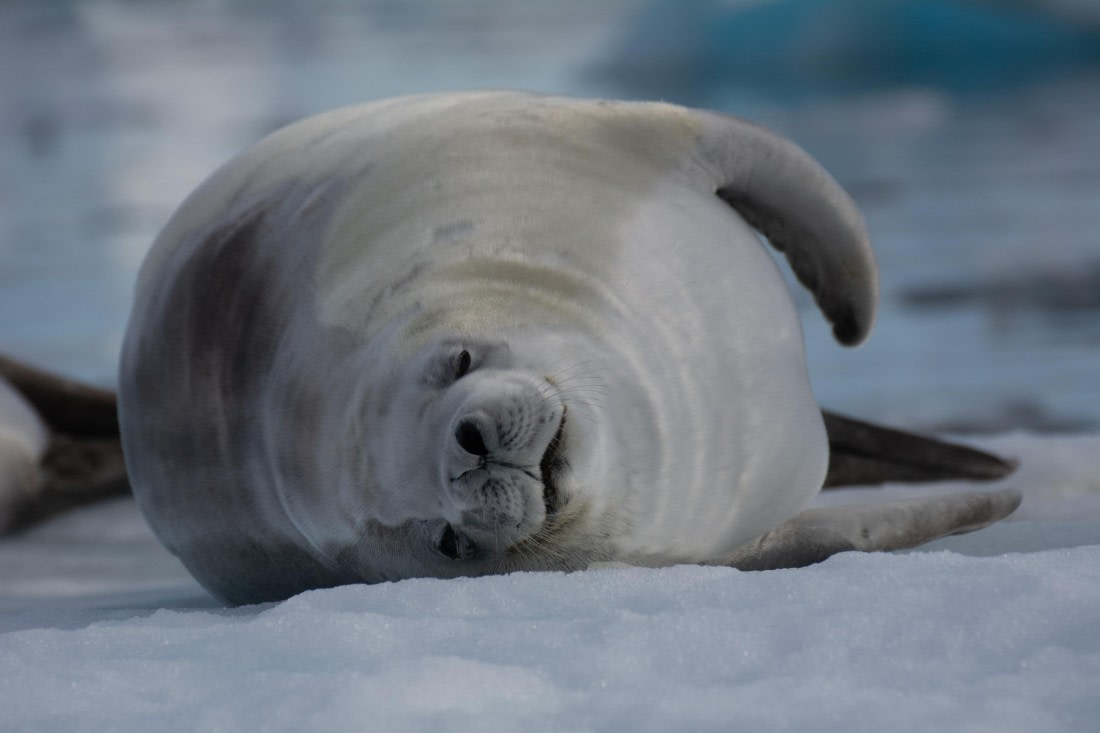 OTL30a26, Day 7, _DSC2704.jpg © Unknown Photographer - Oceanwide Expeditions.jpg