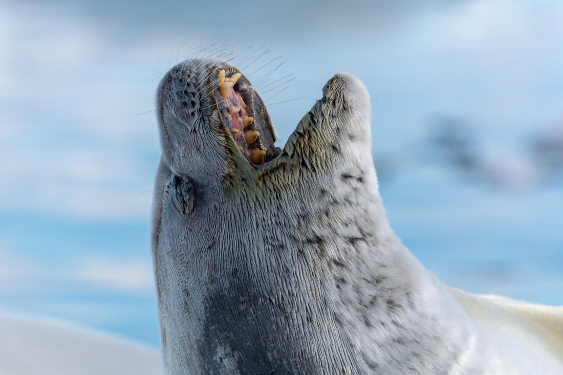 OTL30a26, Day 7, _DSC2705.jpg © Unknown Photographer - Oceanwide Expeditions.jpg