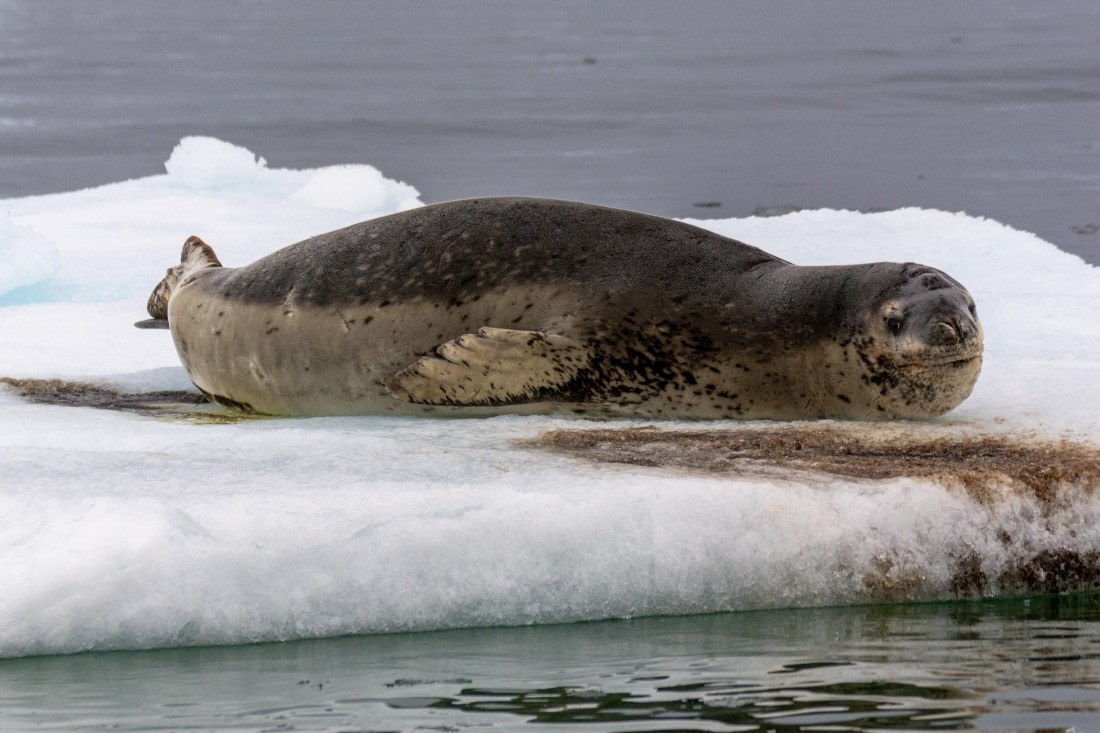OTL30a26, Day 8, _DSC2708.jpg © Unknown Photographer - Oceanwide Expeditions.jpg