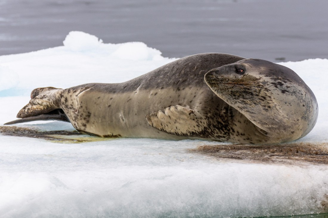 OTL30a26, Day 8, _DSC2711.jpg © Unknown Photographer - Oceanwide Expeditions.jpg