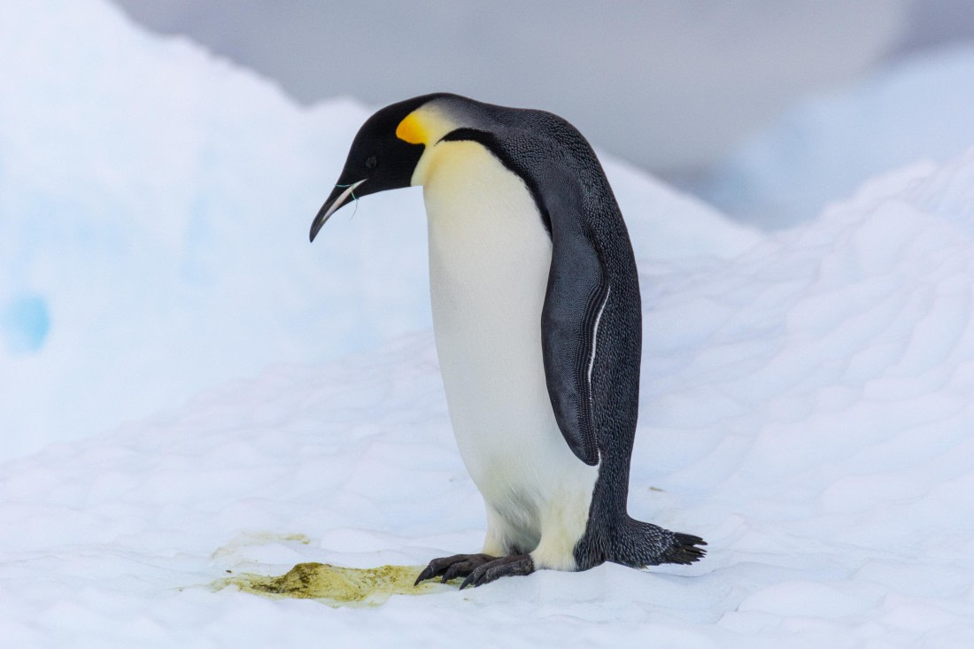 OTL30a26, Day 8, _DSC2716.jpg © Unknown Photographer - Oceanwide Expeditions.jpg