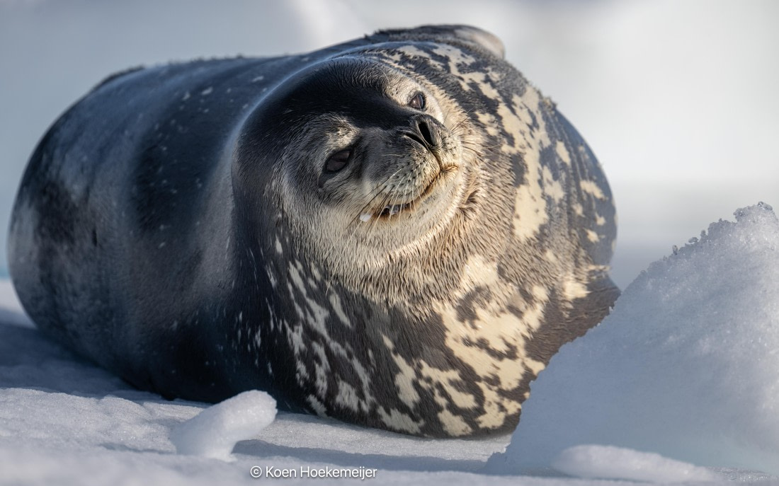 OTL30a26, Day 8, DSC_1441.jpg © Jess Owens - Oceanwide Expeditions.jpg