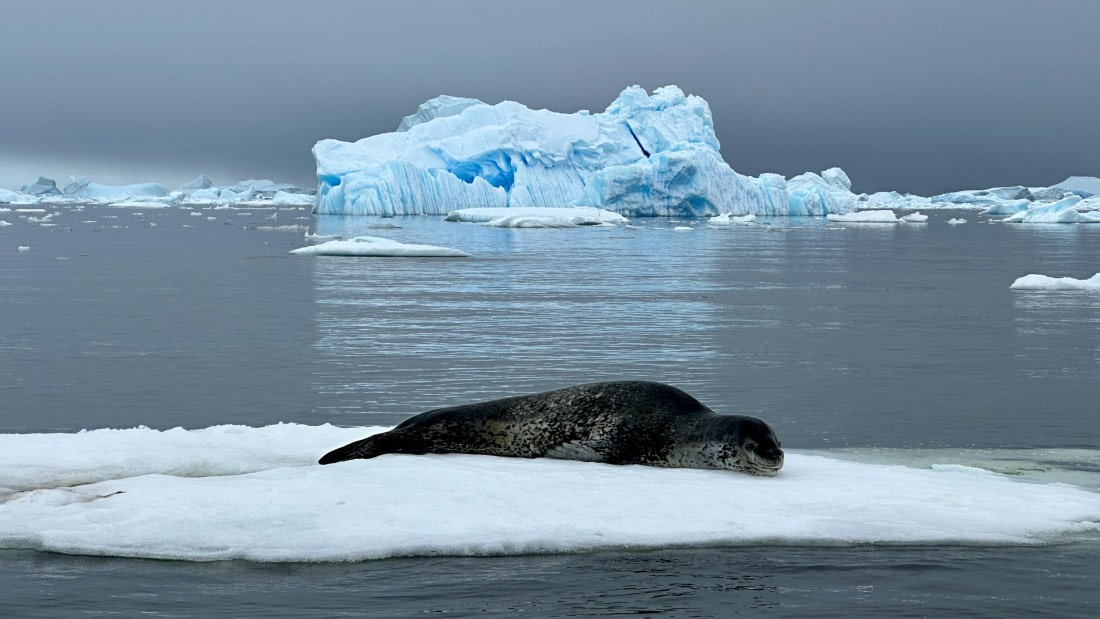 OTL30a26, Day 8, IMG_9285.jpeg © Unknown Photographer - Oceanwide Expeditions.jpeg