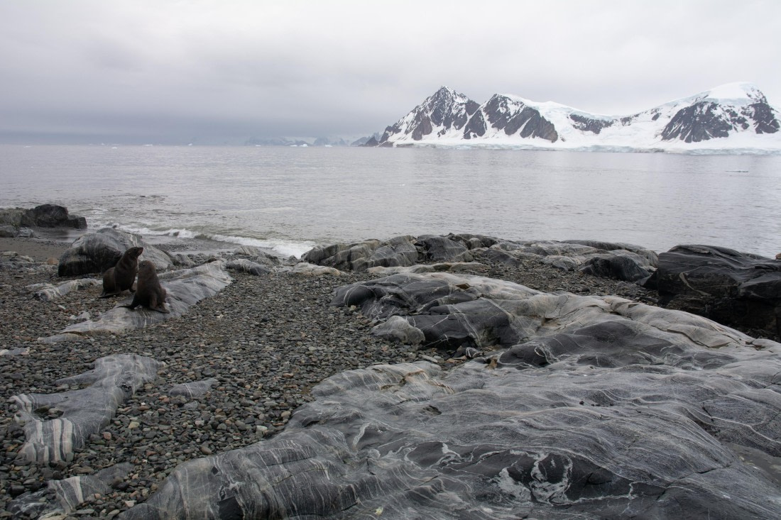 OTL30a26, Day 9, _DSC2750.jpg © Unknown Photographer - Oceanwide Expeditions.jpg