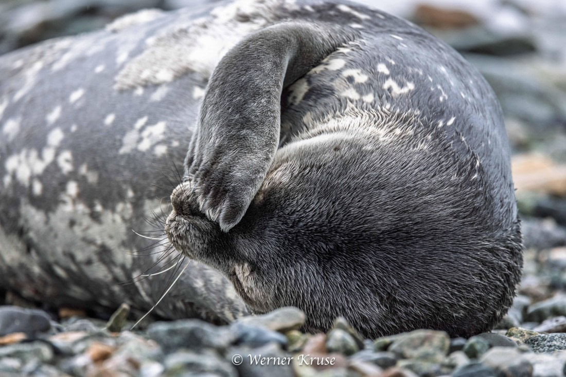 OTL30a26, Day 9, Millerand Island_WKR52355.jpg © Werner Kruse - Oceanwide Expeditions.jpg