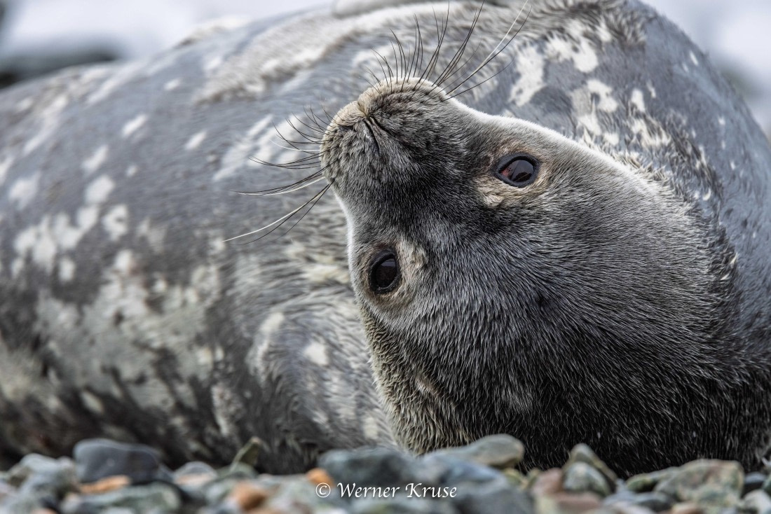 OTL30a26, Day 9, Millerand Island_WKR52368.jpg © Werner Kruse - Oceanwide Expeditions.jpg