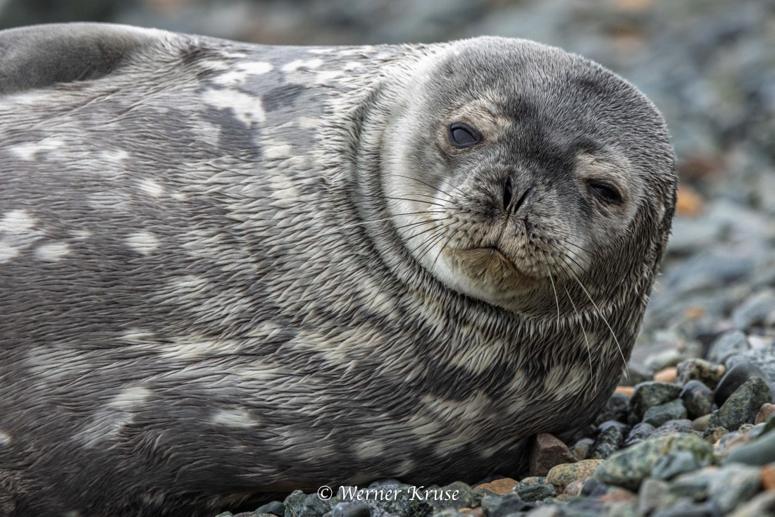 OTL30a26, Day 9, Millerand Island_WKR52375.jpg © Werner Kruse - Oceanwide Expeditions.jpg