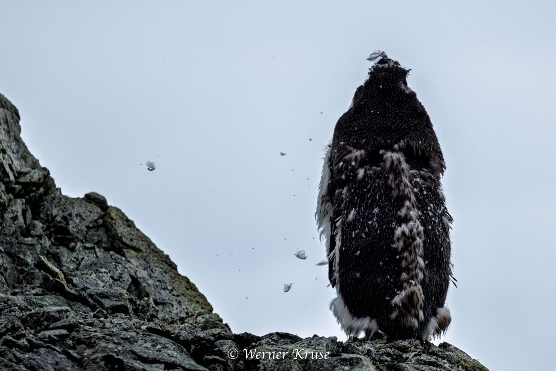 OTL30a26, Day 9, Millerand Island_WKR52411.jpg © Werner Kruse - Oceanwide Expeditions.jpg