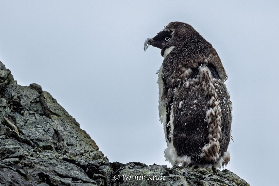 OTL30a26, Day 9, Millerand Island_WKR52413.jpg © Werner Kruse - Oceanwide Expeditions.jpg