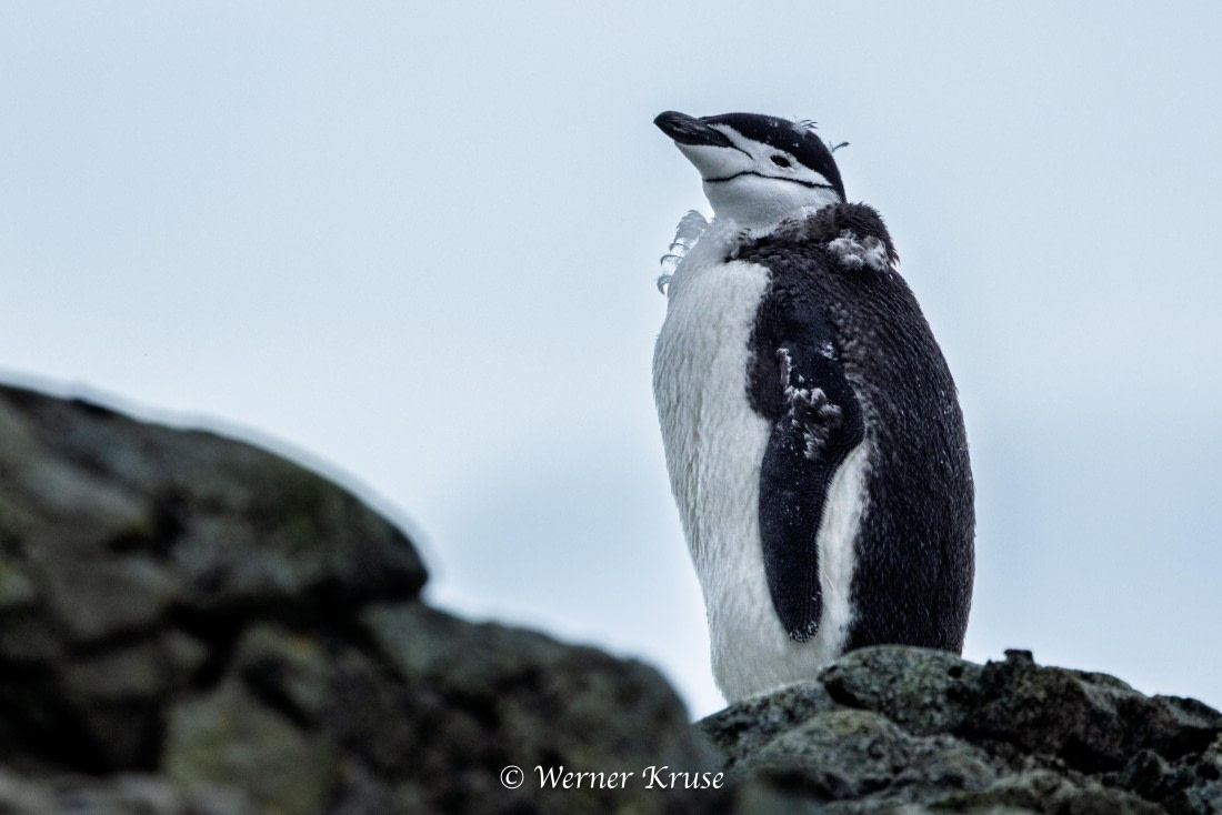 OTL30a26, Day 9, Millerand Island_WKR52414.jpg © Werner Kruse - Oceanwide Expeditions.jpg